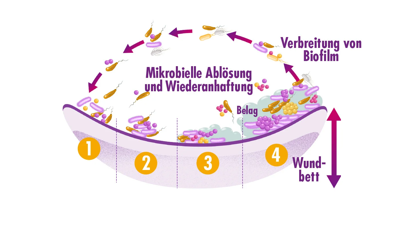 Abbildung der Stadien der Biofilm-Bildung und -Reifung.